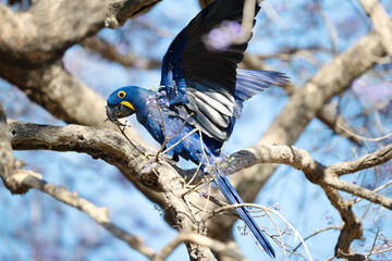 Hyacinth macaw perched on a tree branch