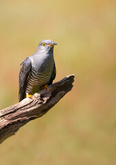 Portrait of a common cuckoo perched on a tree branch in a meadow