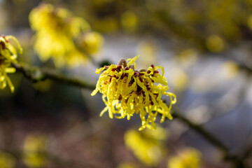 Chinese witch hazel (Hamamelis mollis). Bare tangled branches bearing clusters of flowers with...