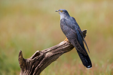 Portrait of a common cuckoo perched on a tree branch in a meadow