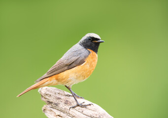 Portrait of a common redstart perched on a tree branch against clear green background