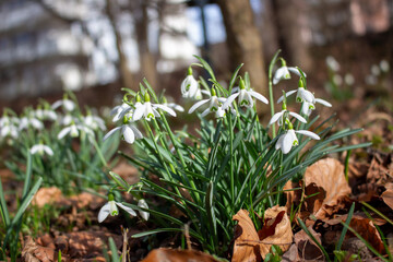 Detail shot of white snowdrops: delicate petals and bright colors.