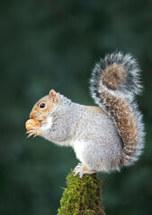 Grey squirrel eating nut on a mossy tree branch