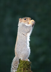 Grey squirrel eating nut on a mossy tree branch
