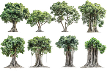 Fototapeta premium Diverse types of trees nature png with transparency background greenery environment various viewpoints