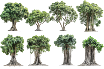 Diverse types of trees nature png with transparency background greenery environment various viewpoints