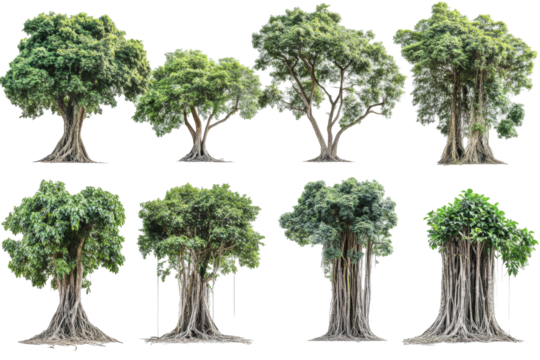 Diverse types of trees nature png with transparency background greenery environment various viewpoints