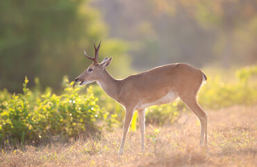 Pampas deer grazing in a meadow under soft sunset light