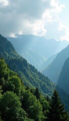 Fototapeta premium Gray clouds hide tree canopies on mountain slopes, canopy, nature