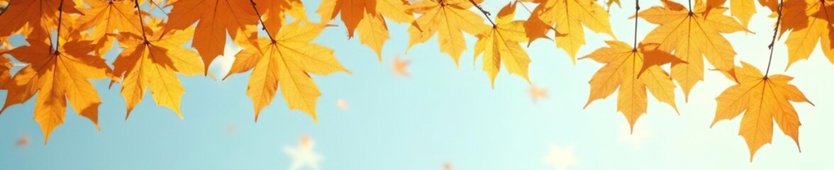 Fototapeta premium Golden yellow maple leaves against the pale blue sky, scenery, warm