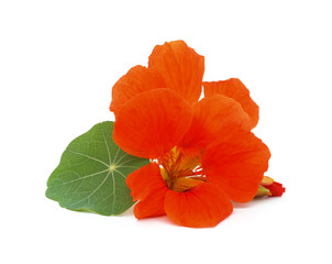 Naklejka premium Orange nasturtium with leaves.