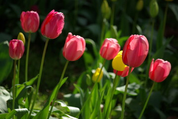 Tulipes roses au jardin au printemps