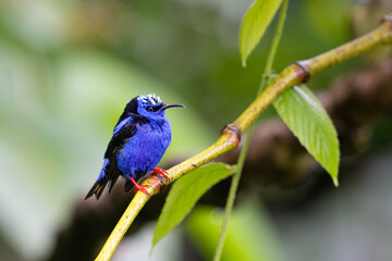 The red-legged honeycreeper, Cyanerpes cyaneus, in a heavy rain