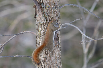un écureuil sur une branche dans la forêt	