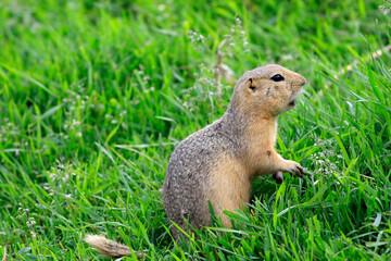 Chien de prairie, Canada