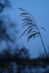 Fototapeta premium river reed in wintertime close up