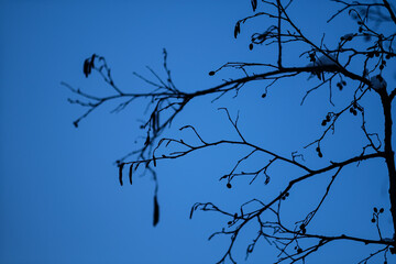 alder tree branches with flowers and seeds in winter