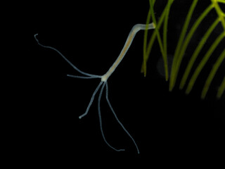 P6080133 brown hydra, Hydra oligactis, darkfield, cECP 2024