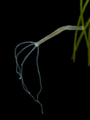 P6080156 brown hydra, Hydra oligactis, darkfield, vertical, cECP 2024