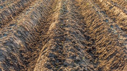 Rows of furrows on Agricultural landscape near a farm, a plowed field in the countryside. The plough is a technique used in agriculture to fertilize a land