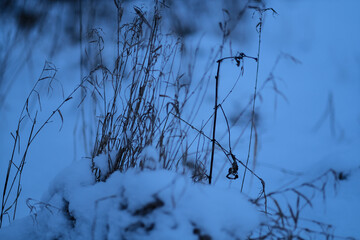 dry grass on snow covered meadow