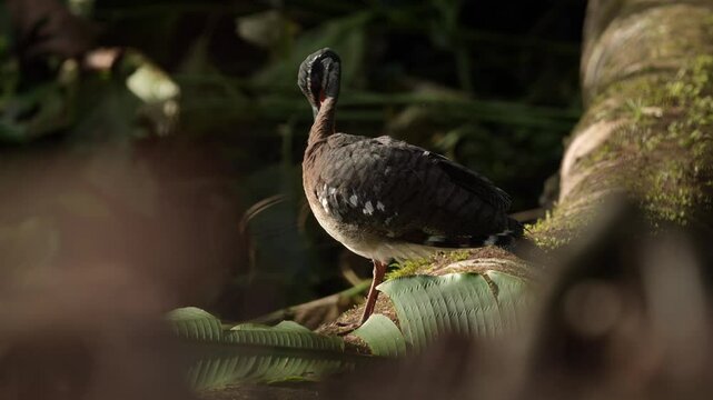Sunbittern, Eurypyga helias, bird in the nature habitat. Sunbittern i n the forest, first light in the nature. Wildlife Costa Rica. Birdwatching in Central America. Bird in the nature habitat.