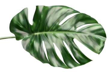 Lush monstera leaf on transparent background png format nature illustration studio setting greenery concept
