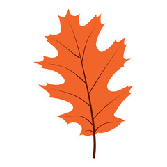 Oak Leaf on white background. Vector isolated illustration 