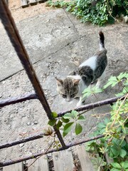 Lonely hungry stray cat walks around in search of food and begs for guests with unhappy eyes