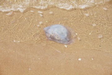 Anapa, Krasnodar Territory, Russia 05.08.2025: a jellyfish washed up on the sandy shore of the...