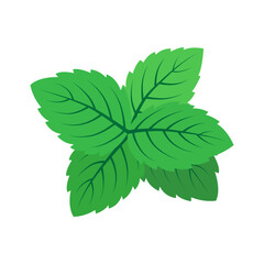 Mint leaves. Color vector illustration. Isolated on white background.	