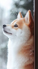 Obraz premium Candid dog portrait winter wonderland animal snowy environment close-up view heartwarming concept