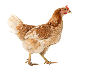 Full shot of a beautiful brown speckled hen.  isolated on transparent background