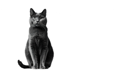 Majestic black cat sitting studio setting animal portrait high contrast close-up view feline beauty