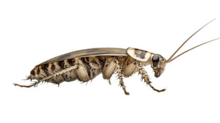 Cockroach behavior observed in laboratory setting macro photography entomology isolated environment close-up view insect life study