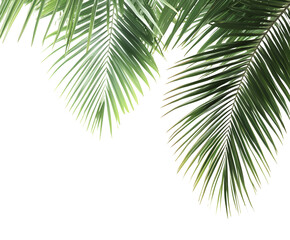Fototapeta premium Palm Green Leaves Tropical Exotic Tree Isoalted on White Background. Holliday Patern Template