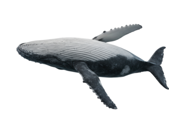 Isolated Humpback Whale Leaping out of Water