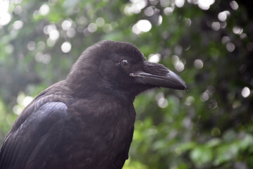 raven on the ground