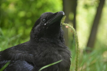black raven on the grass