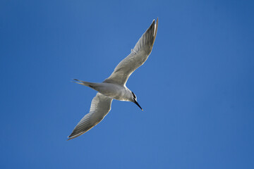 Sandwich Tern in flight in Santoña