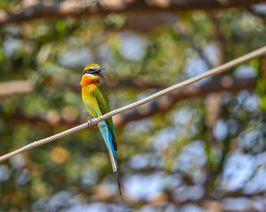 Blue Tail Bee eater