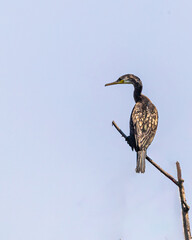 A Cormorant