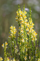 Wildflower common toadflax in the field