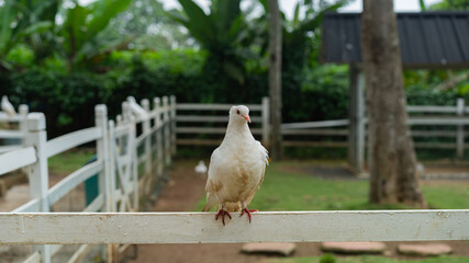 Elegant white dove perched peacefully on a rustic wooden fence outdoors