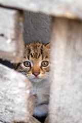 Little kitten behind a wooden fence
