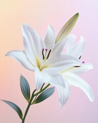 Naklejka premium Elegant White Lilies on a Soft Gradient Background with Delicate Petal Details