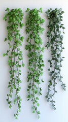 Cascading green foliage against a serene white backdrop capturing the essence of indoor botanical beauty and tranquil home decor with a minimalist aesthetic