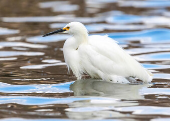 A Snowy Egret bird with dense, beautiful plumage wading through highly reflective lake waters. 