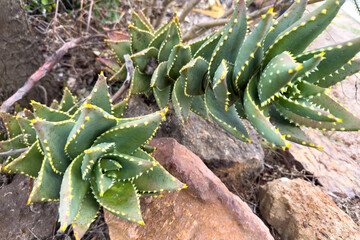 Obraz premium Aloe plant fresh leaves background closeup. Alternative medicine and natural beauty product