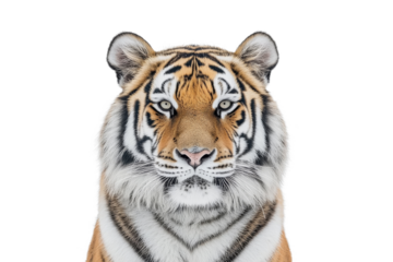 Portrait of calm tiger staring directly at the camera isolated on transparent background